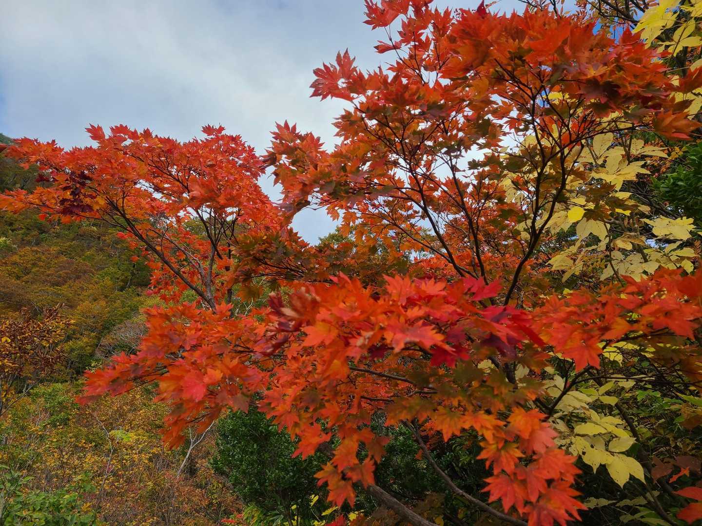🍁この辺もきれい〜✨