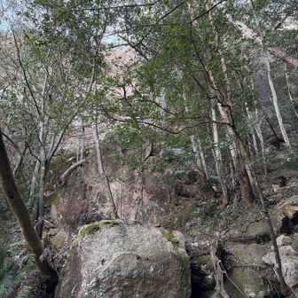 駒ヶ林の大きな一枚岩が木々の間から現れると稜線が近い