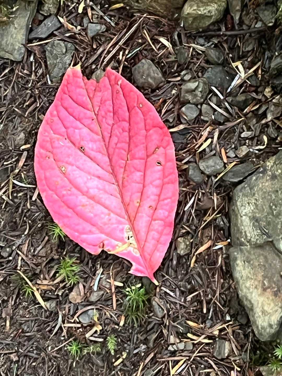 綺麗な色合い🤩
雨降られる前に戻って来れて良かった✭
