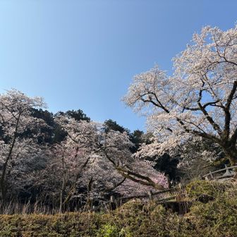 9時には第1駐車場は満車に、第2は7割ほと埋まってました😅