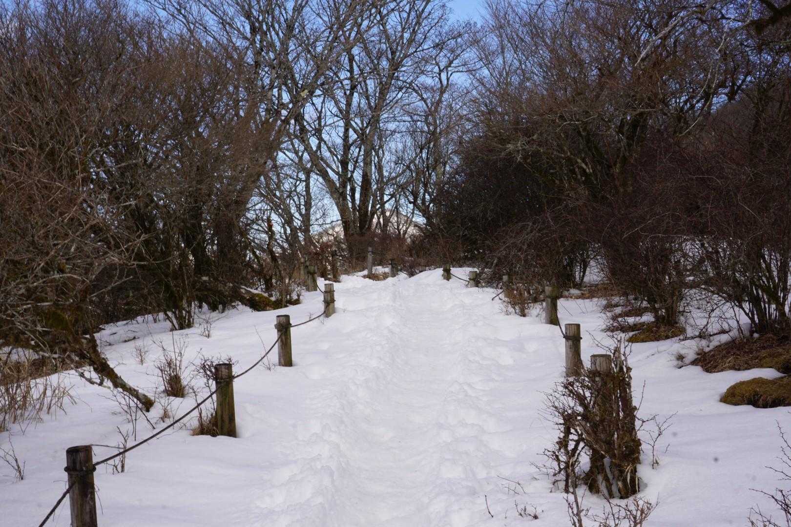 途中、凍っているところがあり、滑りながらも、何とか歩いてきました
しっかりと雪が残っていますね