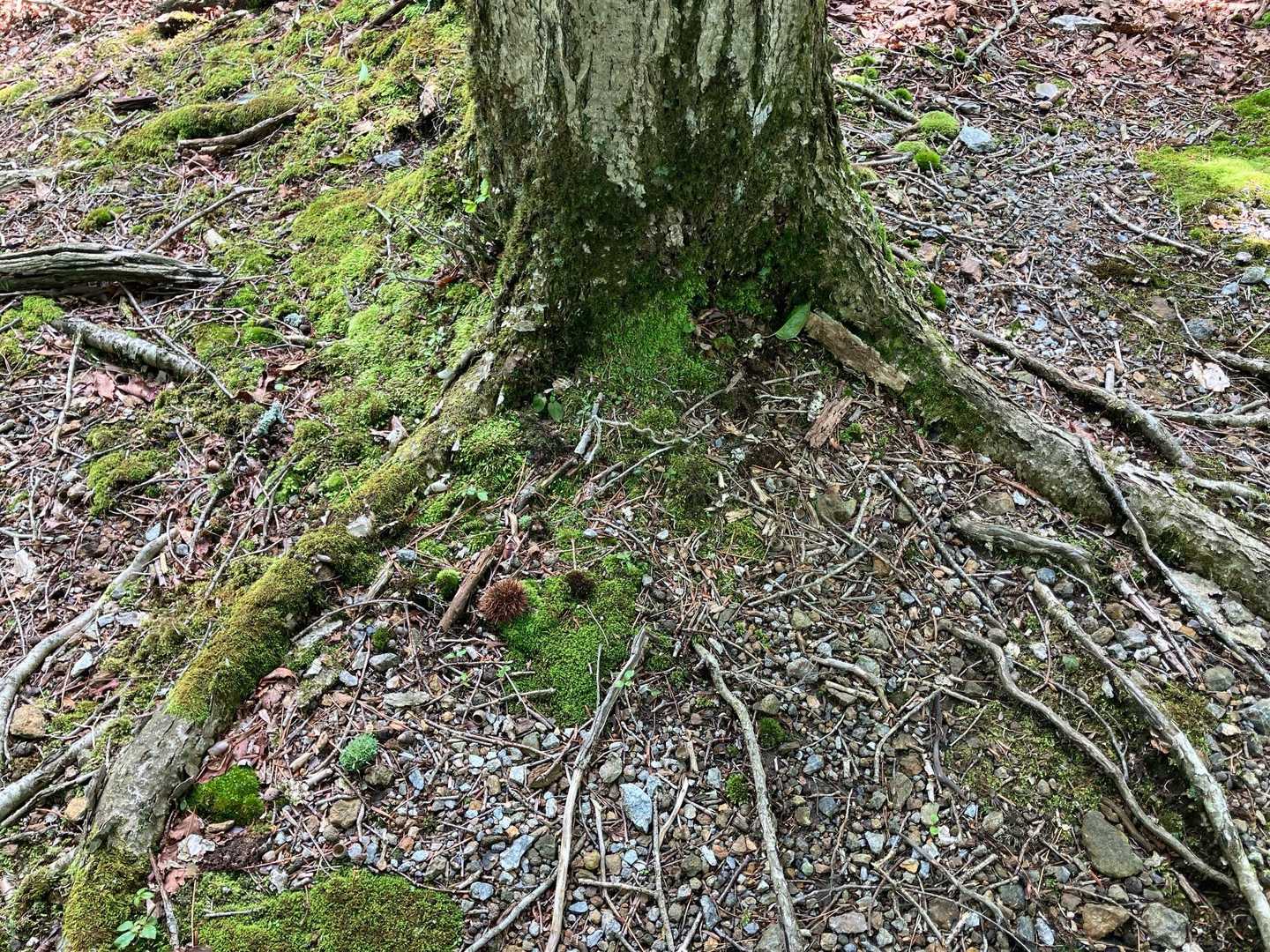 ずっと栗がたくさん落ちてる