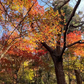 光が透けると美しさが違いますねー