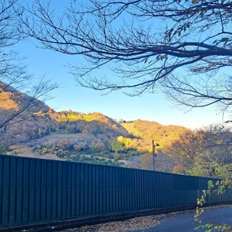 帰り道。夕日を浴びる黄葉は眼福でした。