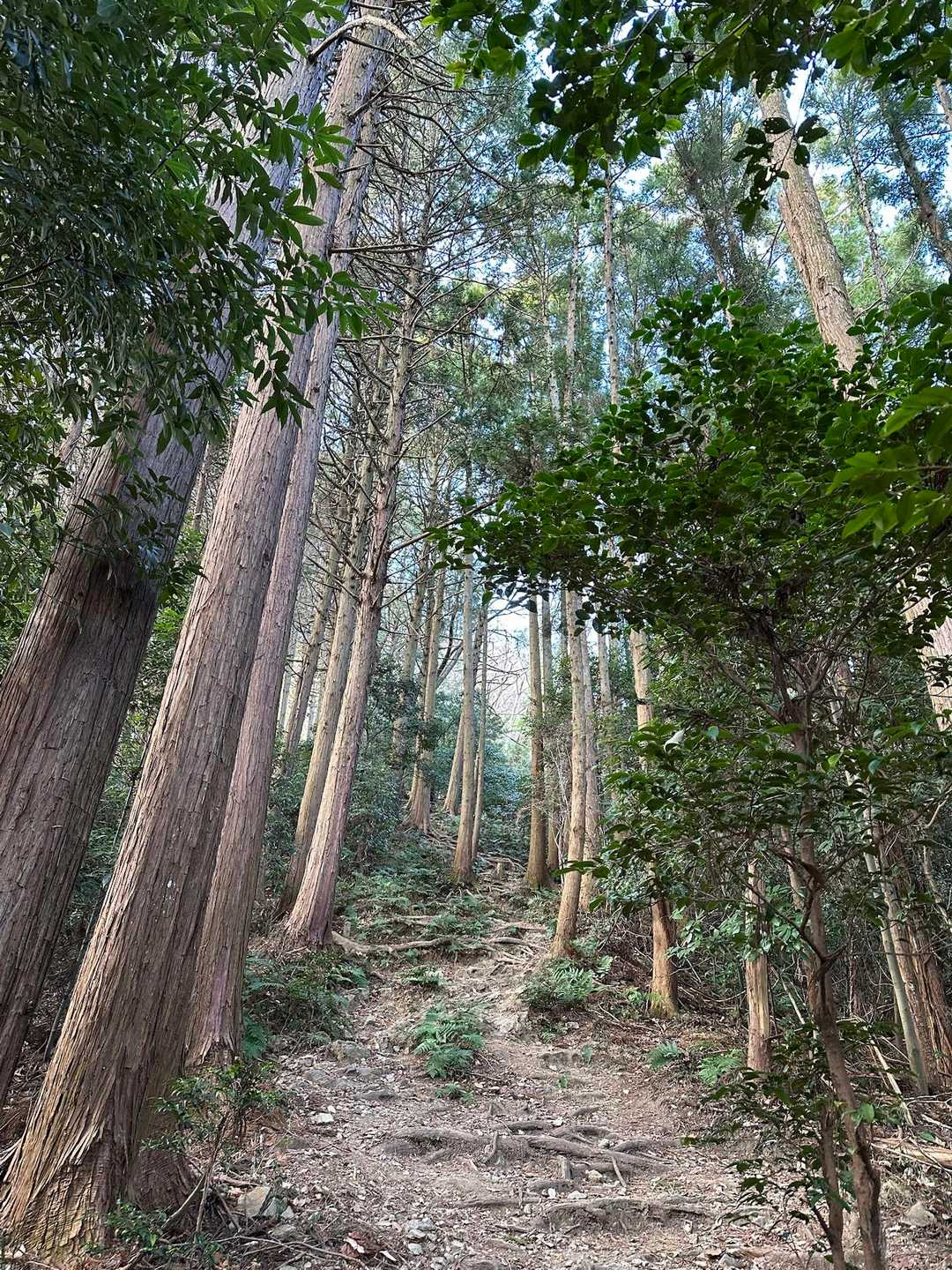 官ノ倉山 往復コースの写真
