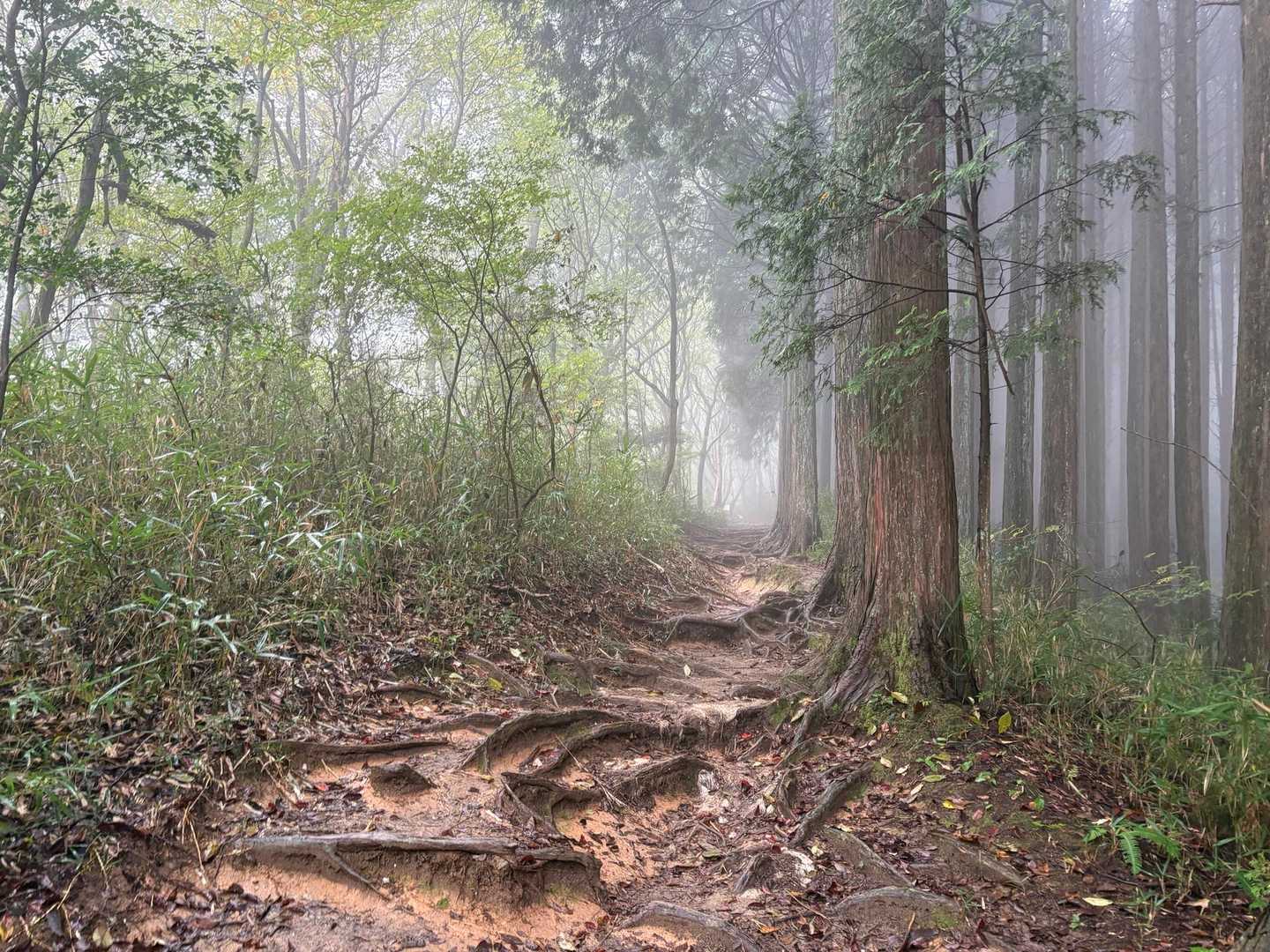 霧雨らしきの降ってくる