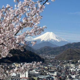 丸山公園の🌸が見頃、富士山とコラボが美しい