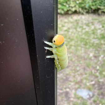 分岐標識に🐛
目が可愛い😍