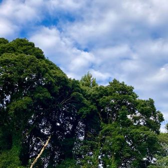 徳巌寺から中須八幡宮の社叢を見上げる。一番大きかったのは、枯死したみたいです。残念！お疲れ山でした。