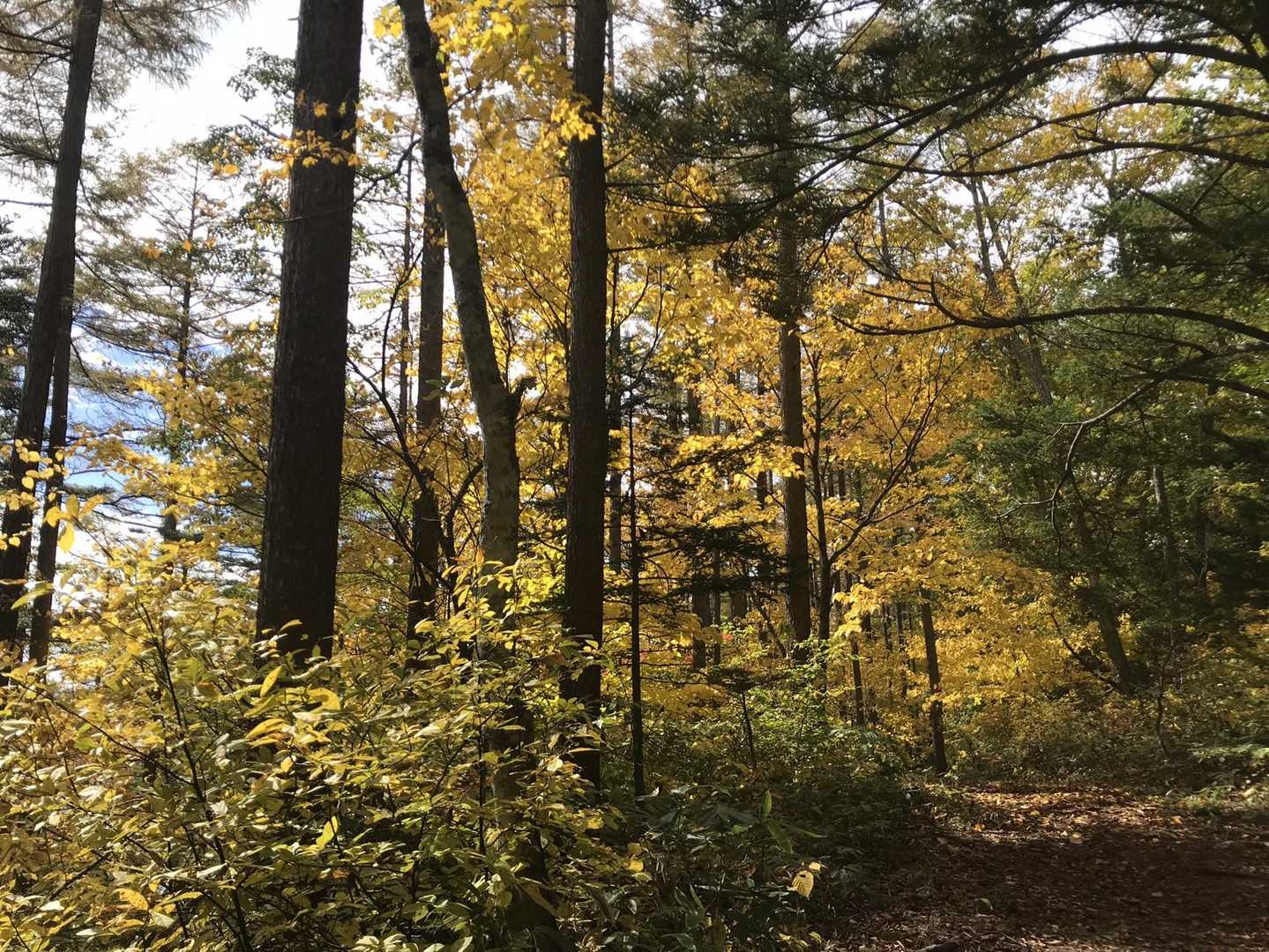 西登山道。こちらも見事に紅葉