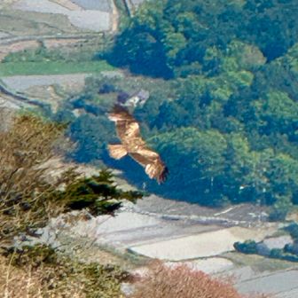 トンビが周りを何回も飛んで何か私達が持ってると思ってなのか🦅