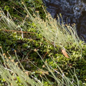 ホソバミズゼニゴケ