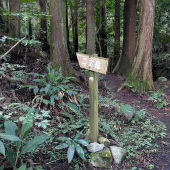 林道から登山道へ