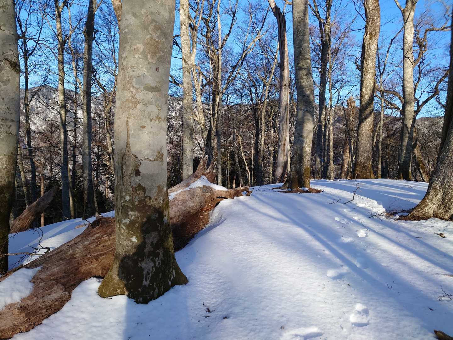 奥後山山頂。特に標識もなし。
