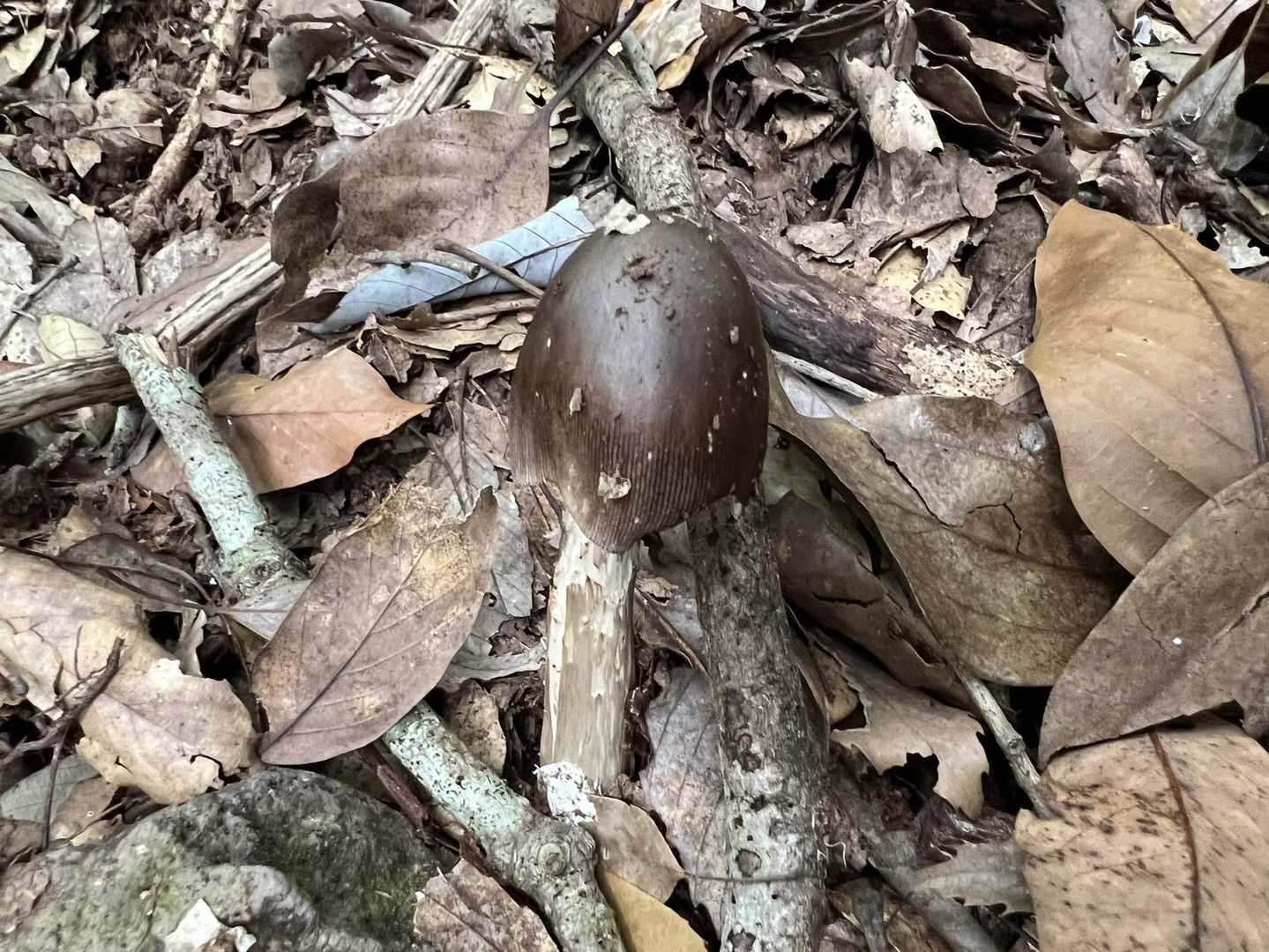 疲れ過ぎて写真を撮る元気もありません🤣🤣🤣
ツルタケ？