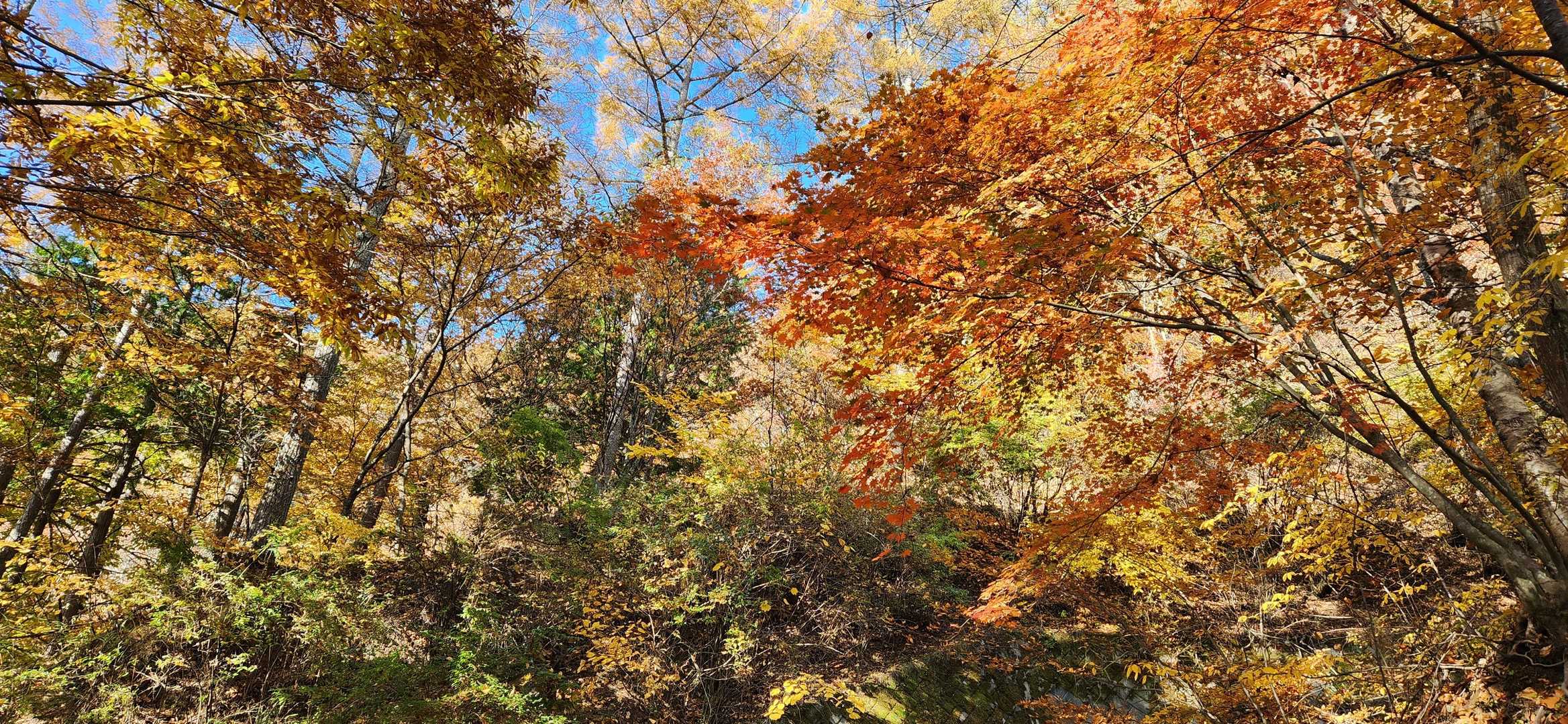 第1展望台までは、林道歩き🚶‍♀️
綺麗に紅葉🍁🍂してます✨