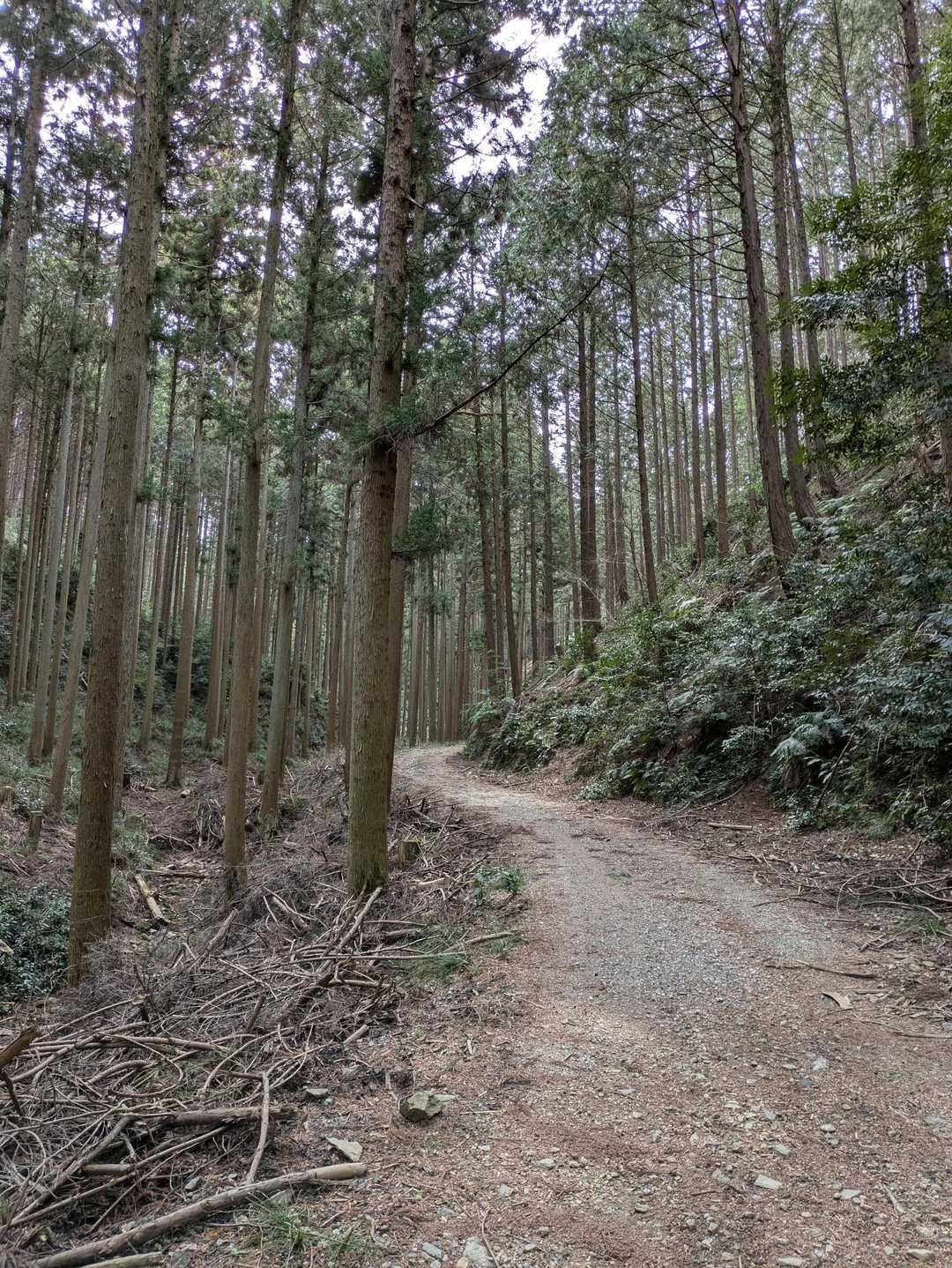 こんな林道歩きで降りて
