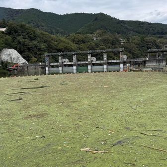 藻が凄くて湖が全面緑色。