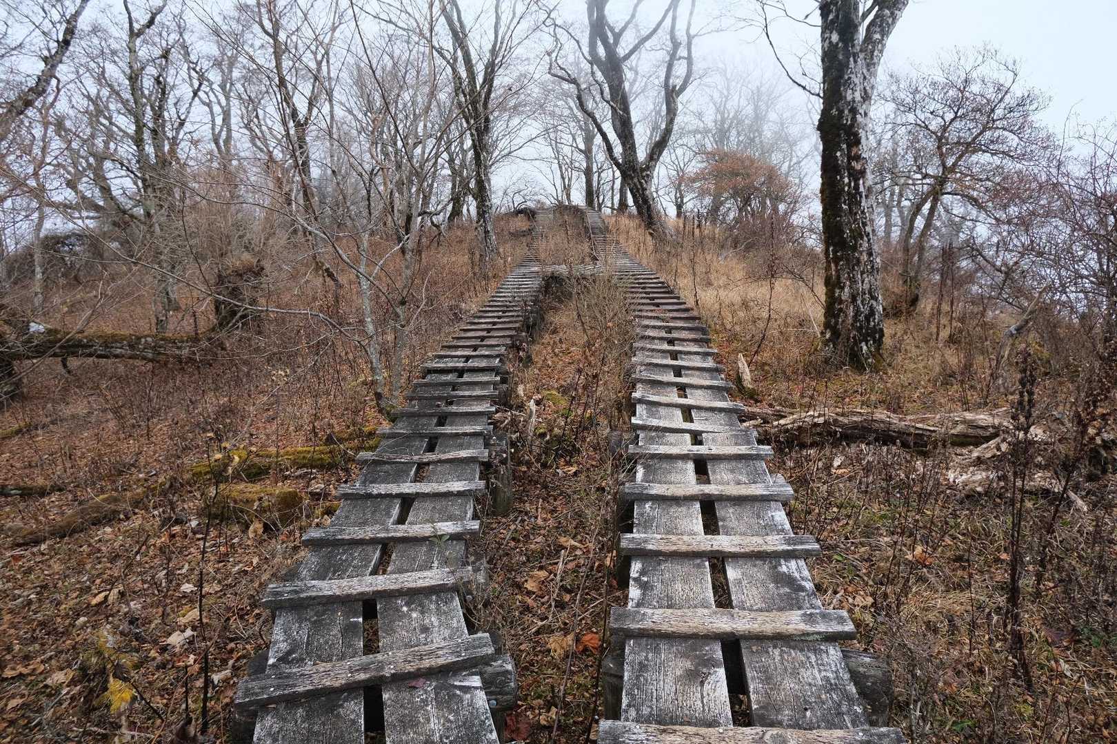 丹沢山に向かう登山道に似てる
