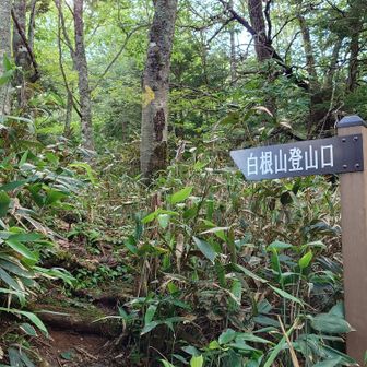 白根山登山口に到着
ここから駐車場までは舗装路を歩きます