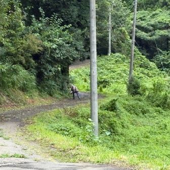 おばあちゃん。
挨拶したときに「滑るでしょ、気をつけな」と声を掛けられた。
登るときに会いたかった（笑）