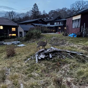 17:30から夕食なので、宿に戻る途中に、シカ🦌に遭遇🫪