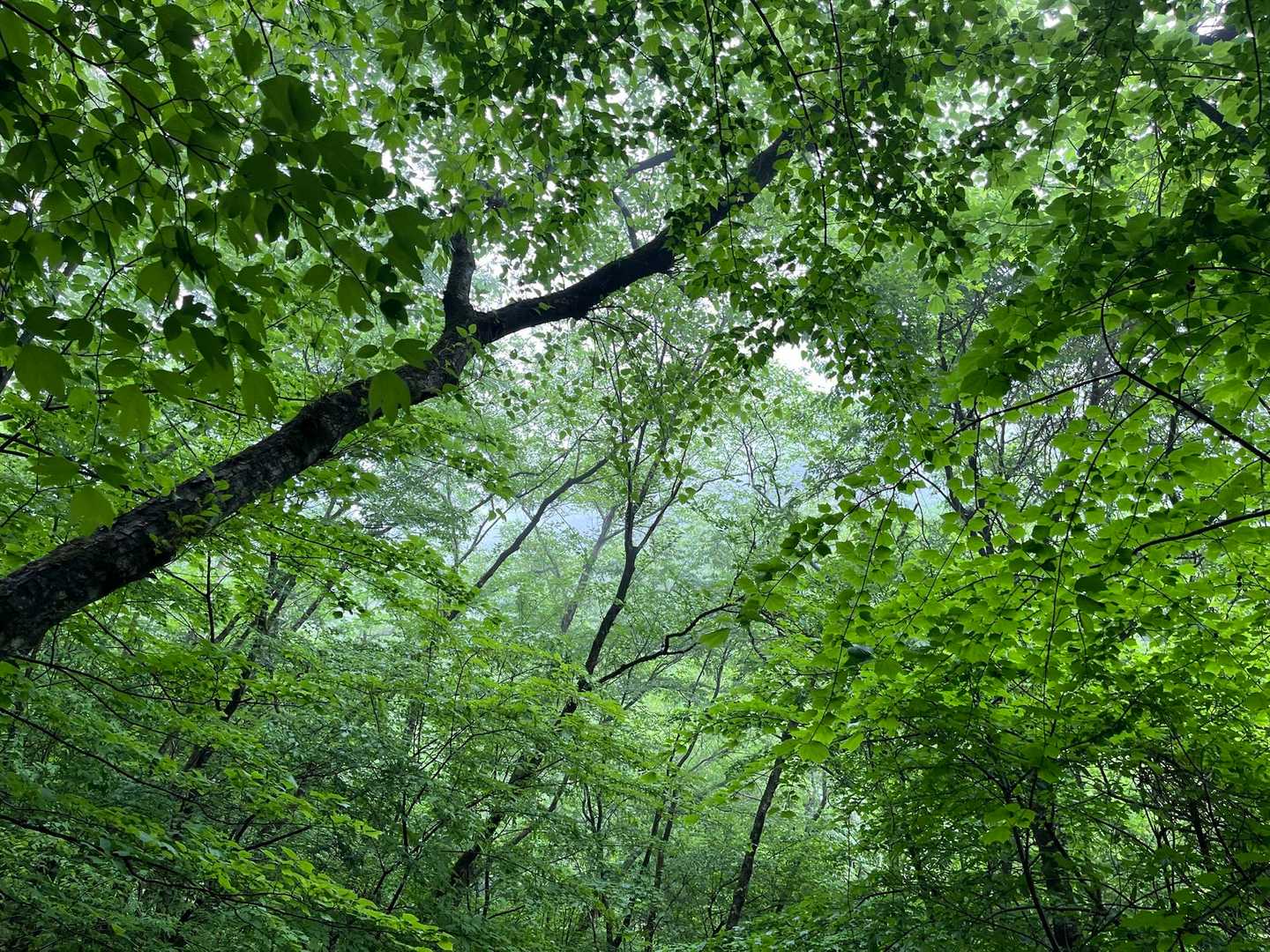 金糞峠-コヤマノ岳-武奈ヶ岳-北比良峠-カモシカ台 周回コースの写真