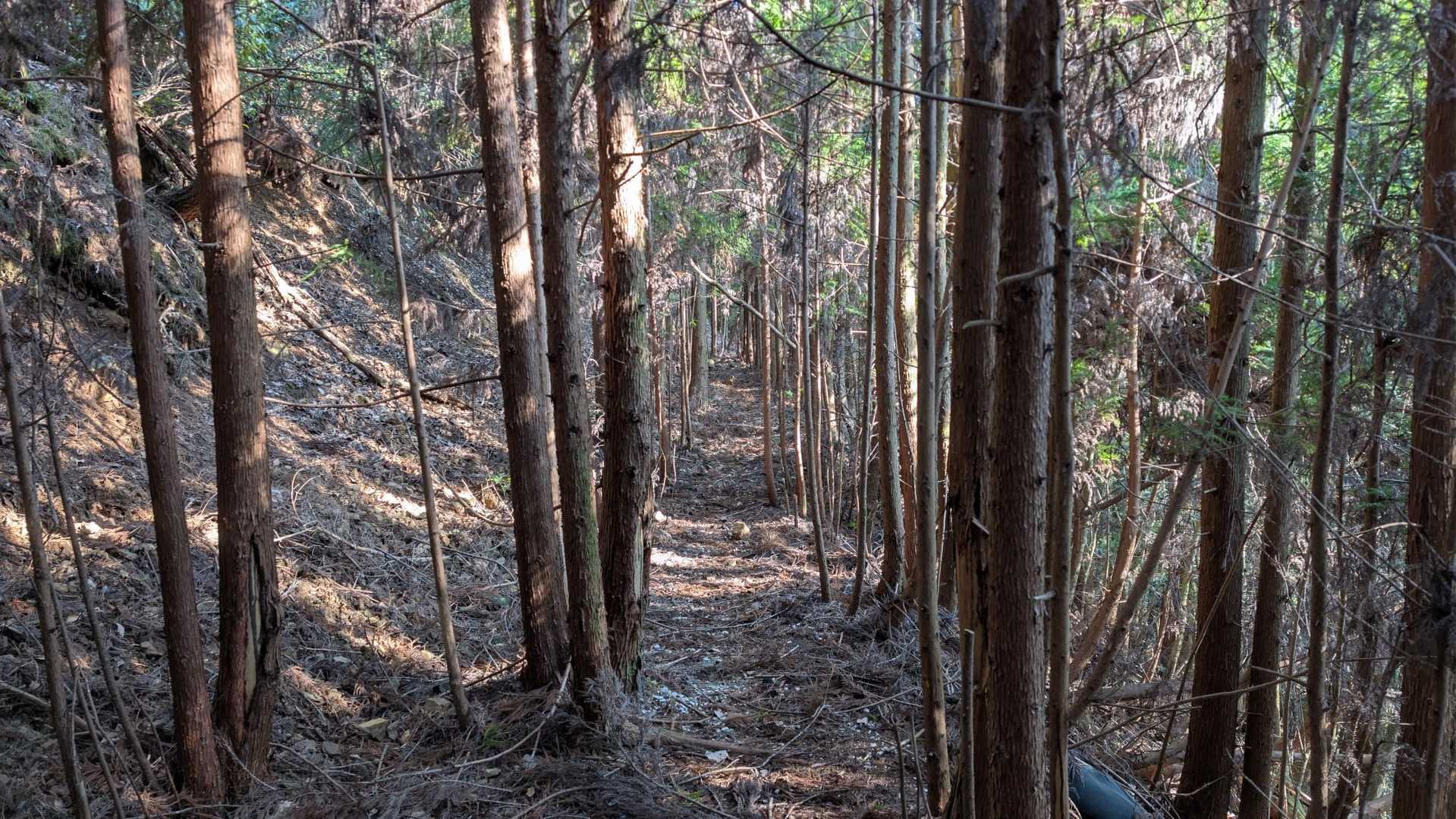 道幅は狭くなってきましたが、相変わらず歩きやすい道が続いています。