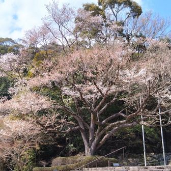 この薄墨桜は、岐阜の根尾の薄墨桜から分けられたのだとか。根尾の桜は老木らしく堂々たる姿だったが、こちらはまだ若く清々しい感じ。もう少し早く来たかったな