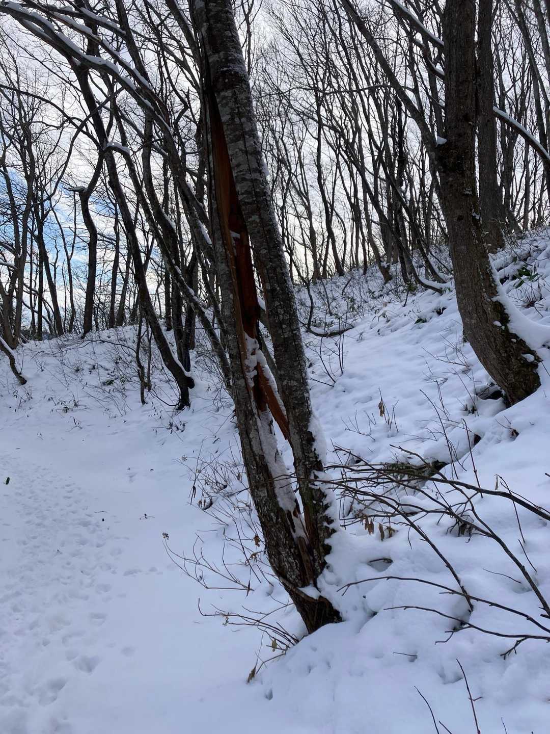 折爪岳 往復コースの写真