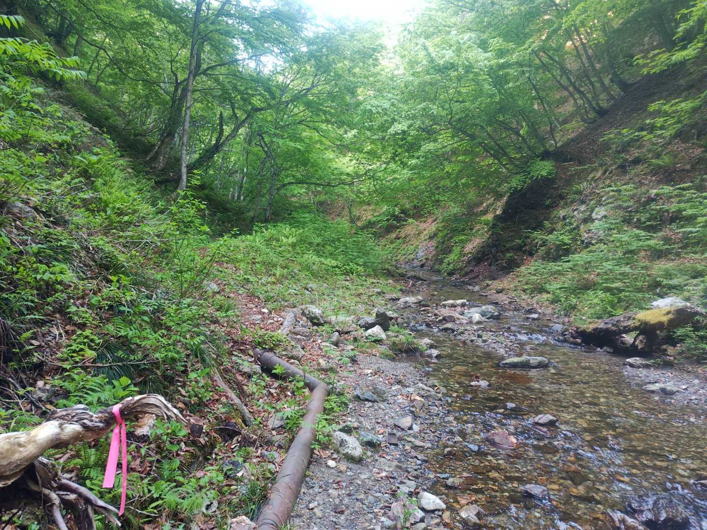 沢沿いを渡渉しながら進むようです