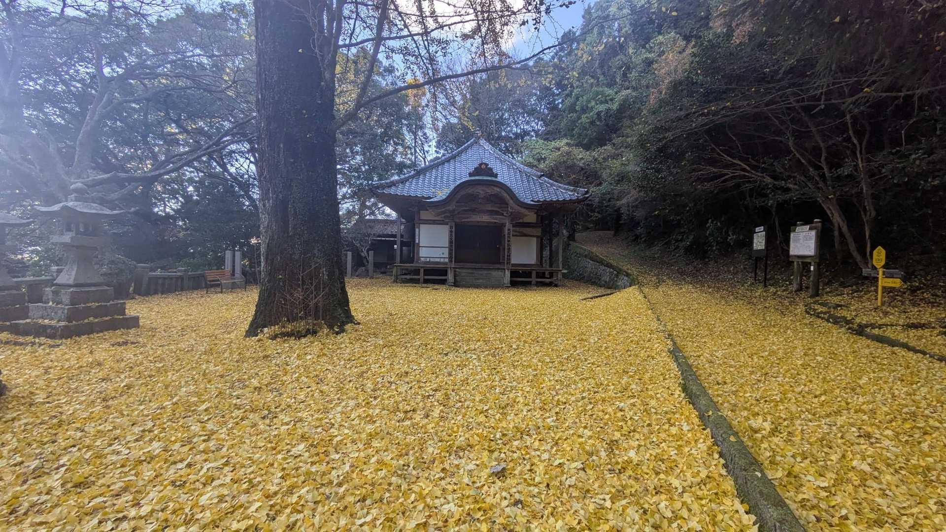 イチョウの絨毯、綺麗でした!