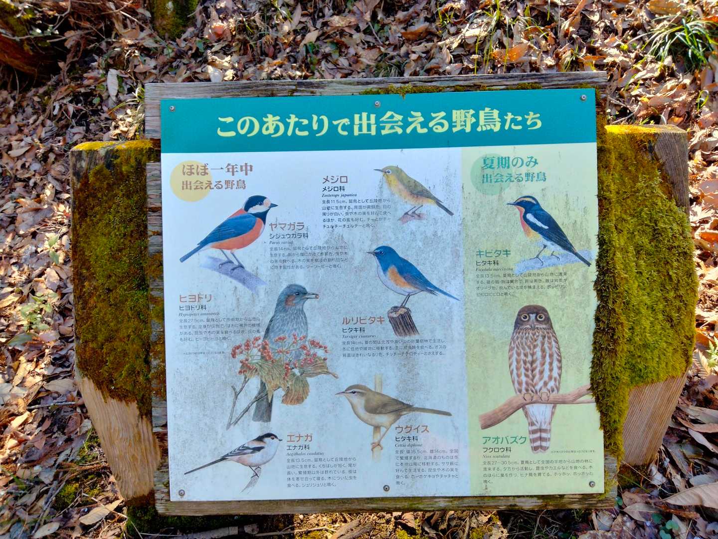 今日は多くの鳥さんに出会えました。