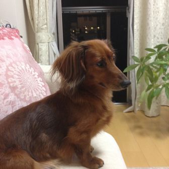 しずくゆきんこ