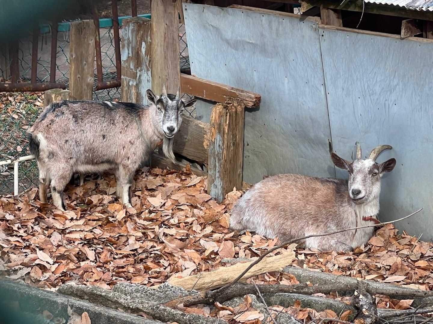 フェンスの向こうに兄弟ヤギ🐐？