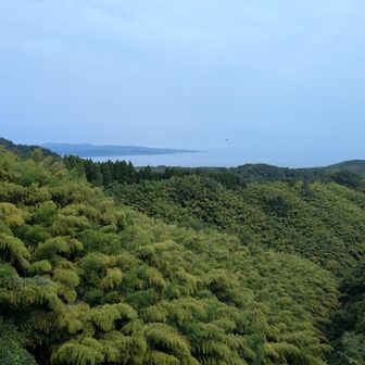 竹林の黄緑が美しい尾根です😊