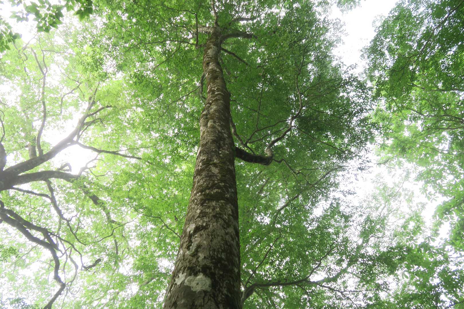 ブナの巨木多し！