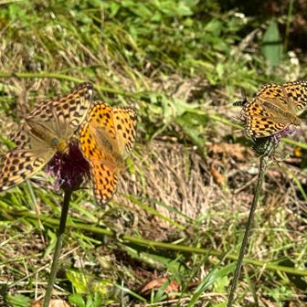 ノハラアザミは蛾や蝶🦋に、とっても人気な花。

アザミは山野草の中で、多くの甘い蜜🍯を大量に分泌する花です🥀