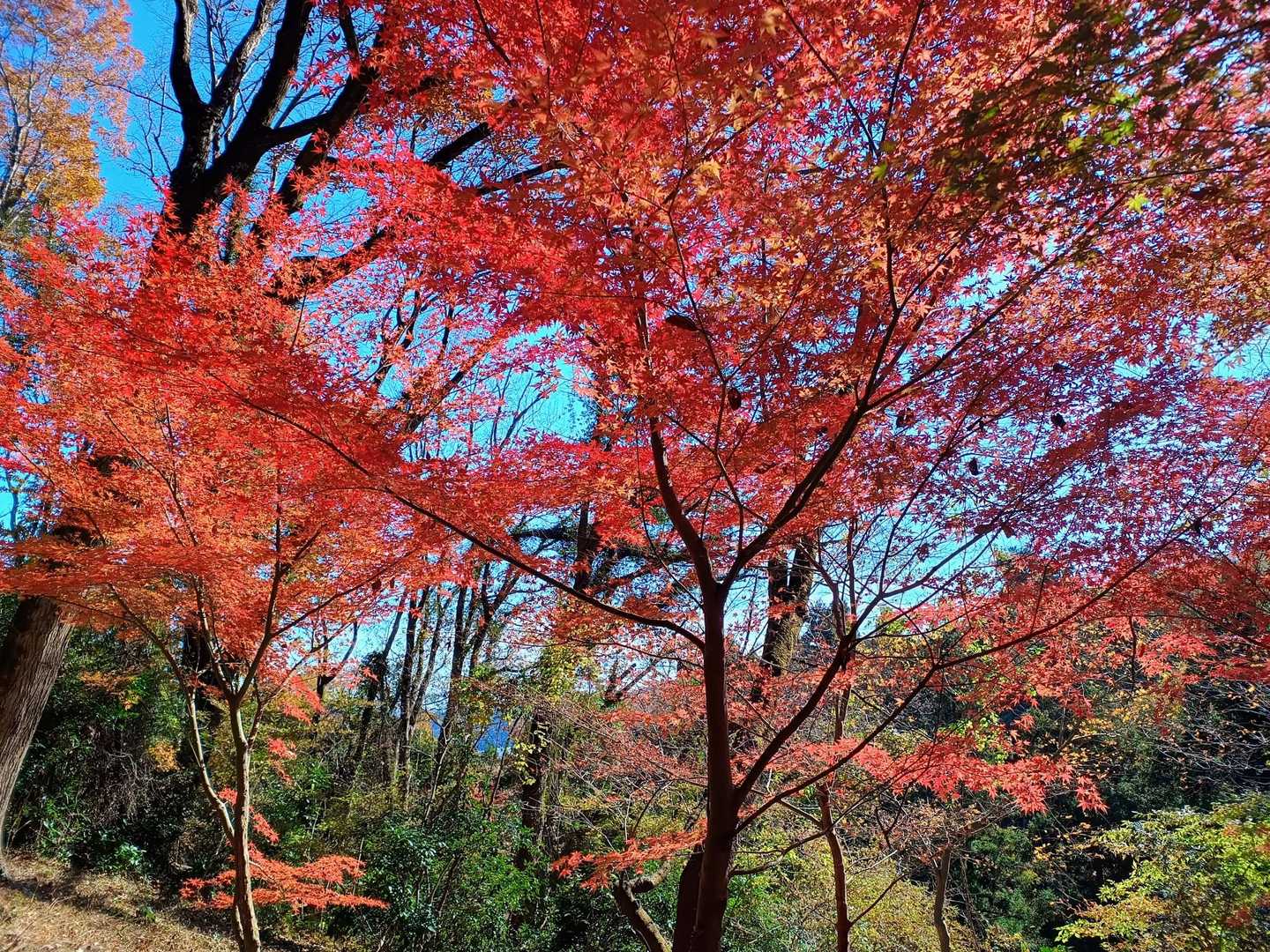 紅葉も終わりかな