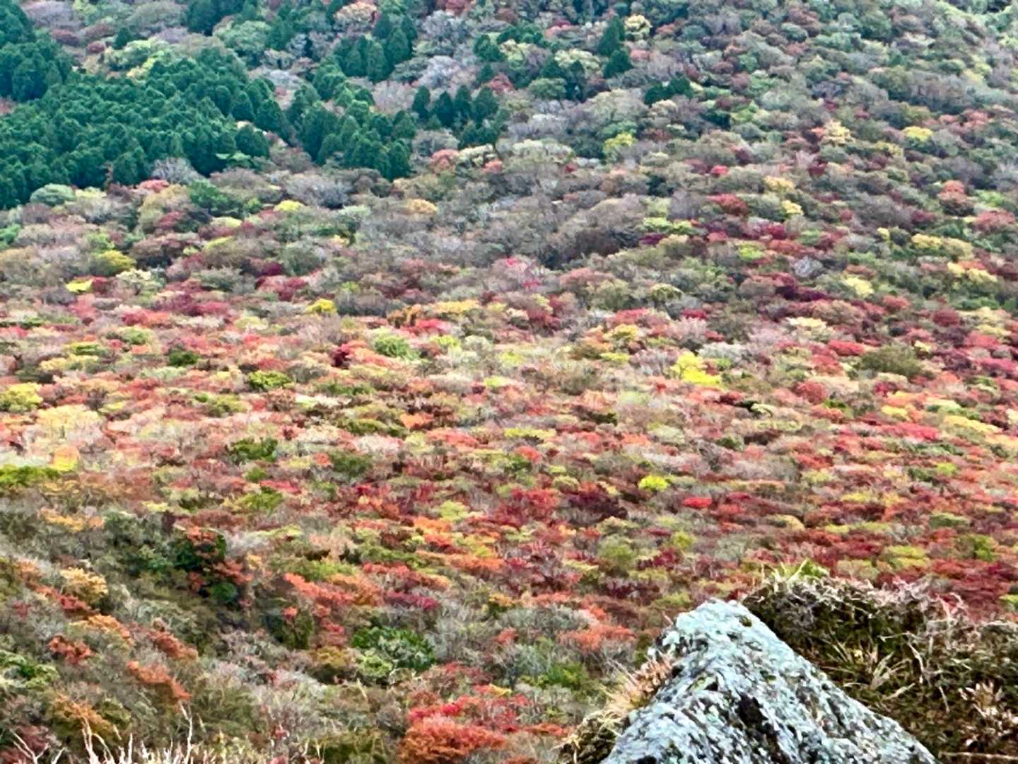 来て良かったと