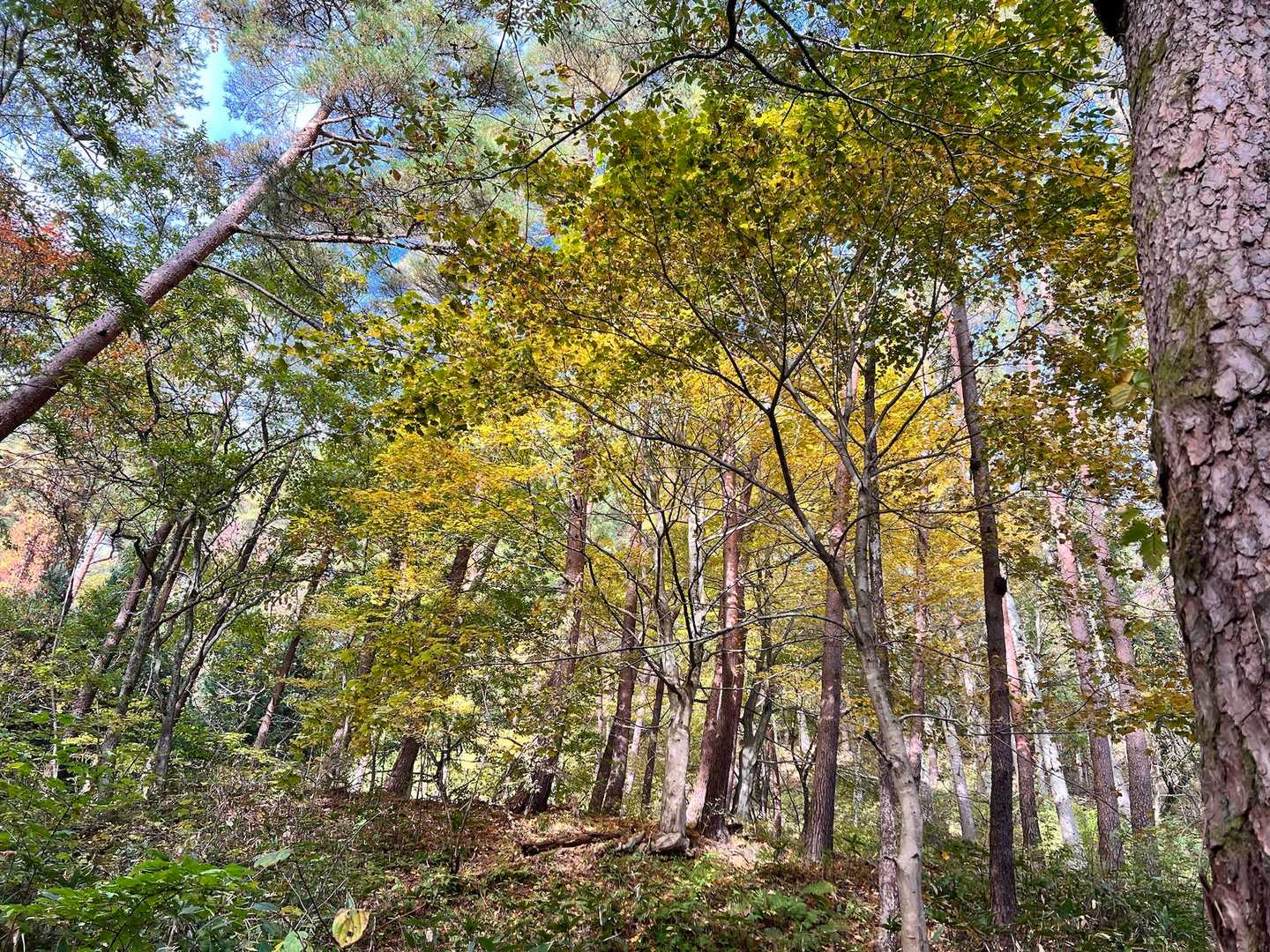半田山 周回コースの写真