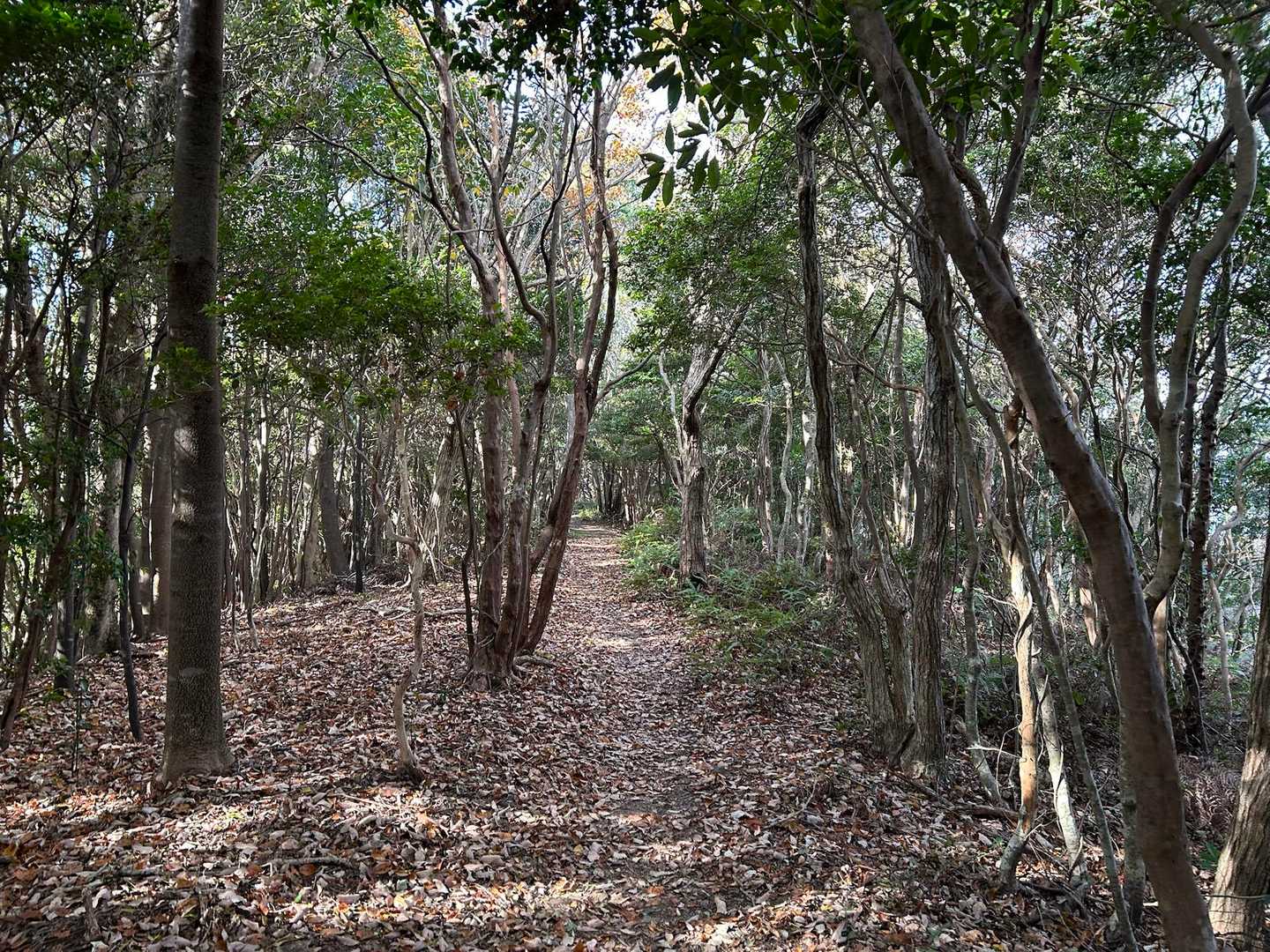 横山へ向かいます⛰️
スニーカーでも行けます👟
気持ち良い山歩き🎶