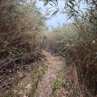 笹かりありがとうございます