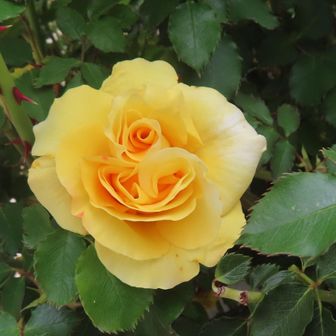 「ゴールド・バニー」
バラはまだこれからだけど、開きかけた頃が最もきれいように思います。