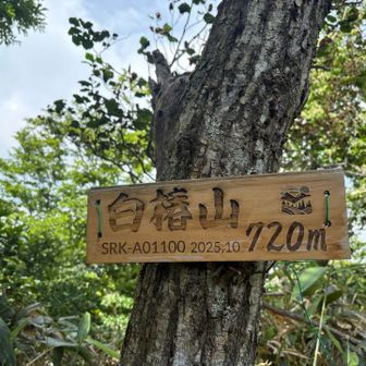 白椿山🤍ゲット