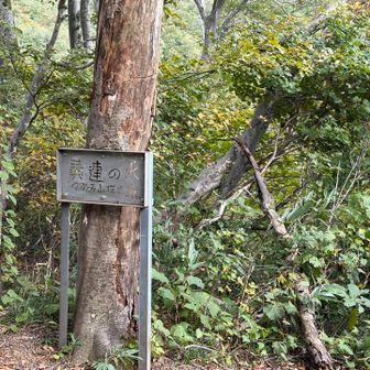 黄蓮の水は下に降りるとありますが、今回は寄らず
栂海新道はロングにもロングルートなので、どこで水を補給していくか計画していくといいですね