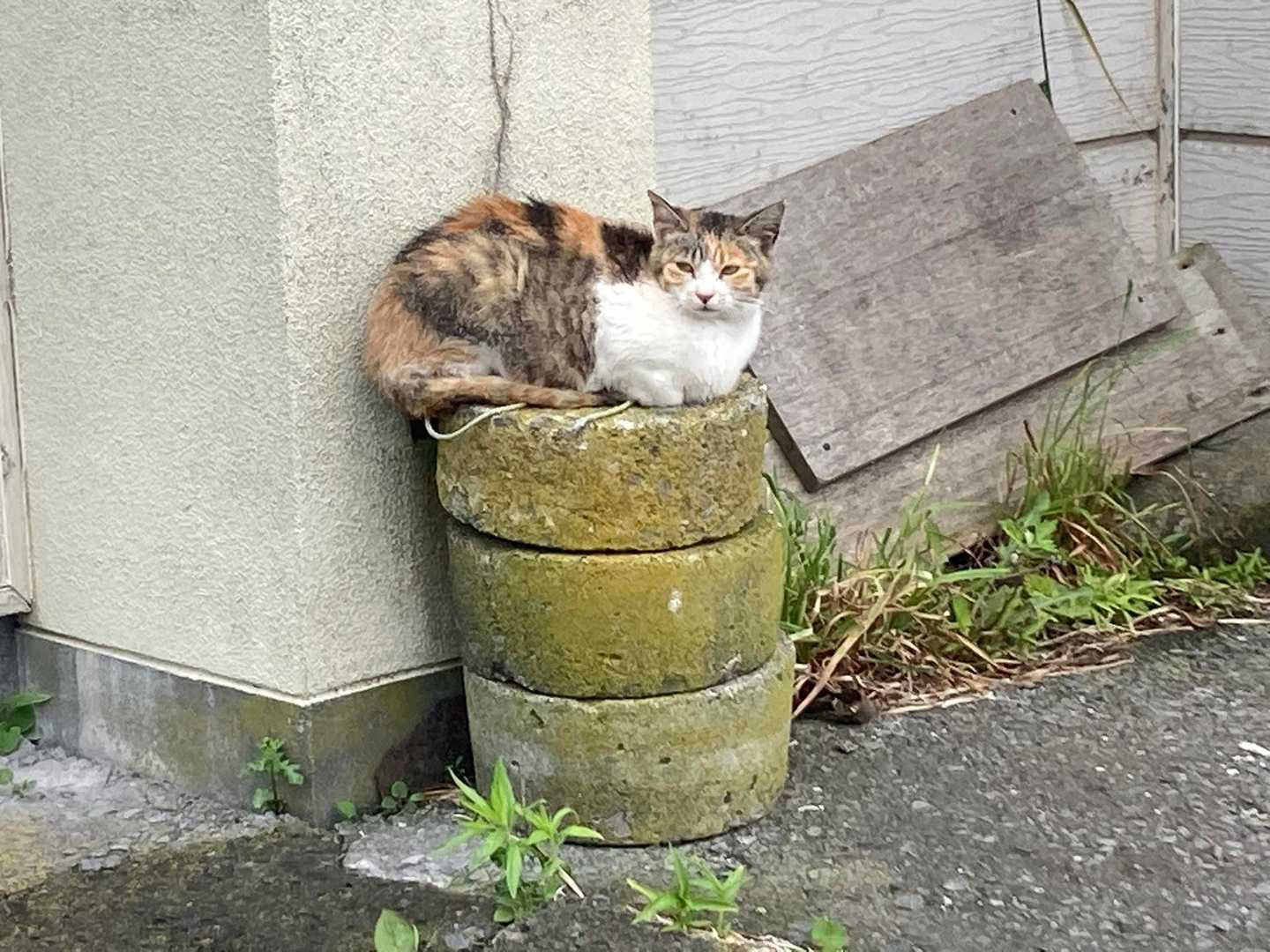 猫ちゃん🐈