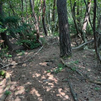 ここから道が少し荒れ気味