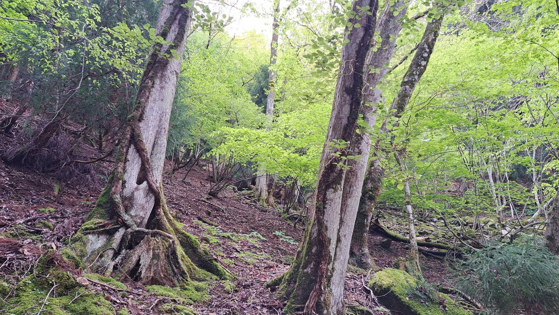 吸い込まれそうな新緑