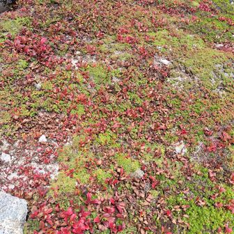 苔が紅葉してるみたい🤔